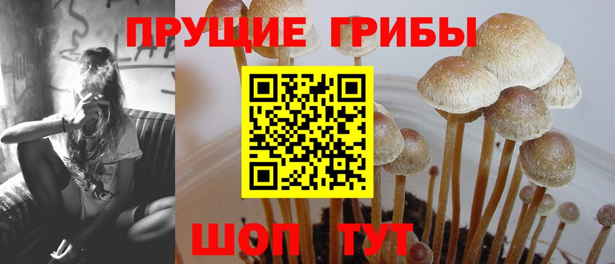 Щёлково  Галлюциногенные грибы GOLDEN TEACHER  Вход с VPN  Псилоцибиновые грибы GOLDEN TEACHER 